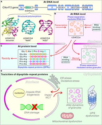 Frontiers | Role of C9orf72 hexanucleotide repeat expansions in 
